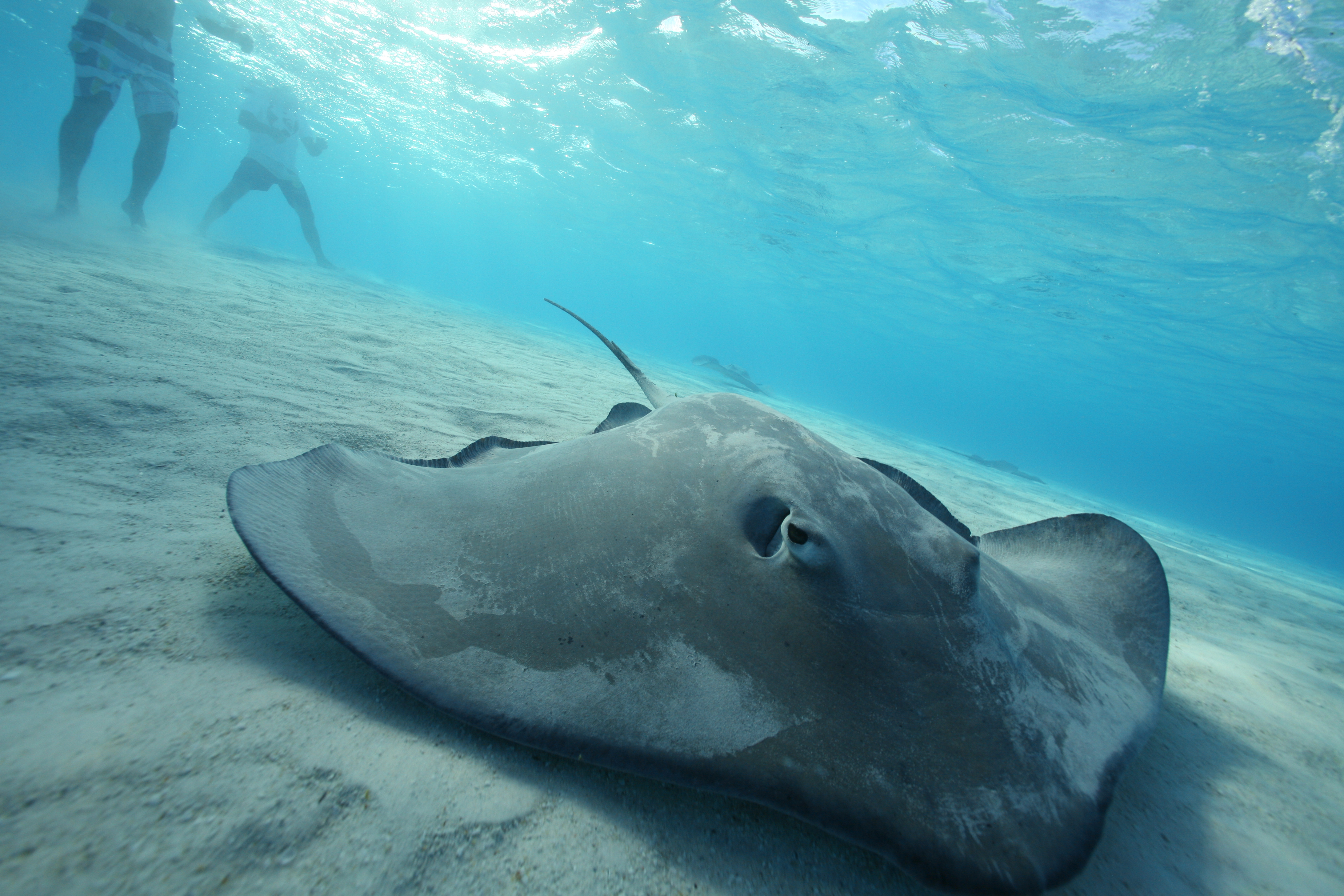 PM08：タヒチ島発・モ－レア日帰りツア－ モツピクニック（サメ＆エイ